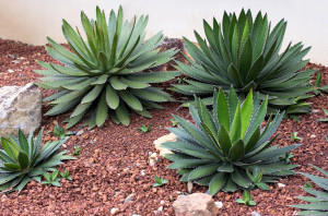 Agave plant decorative in garden outdoor